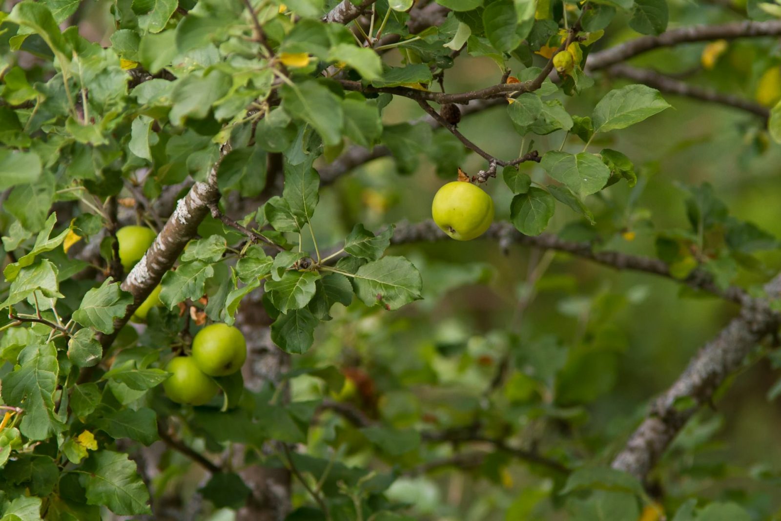 low hanging fruit